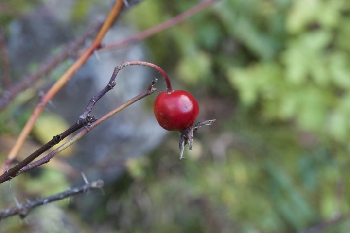タカネイバラの実