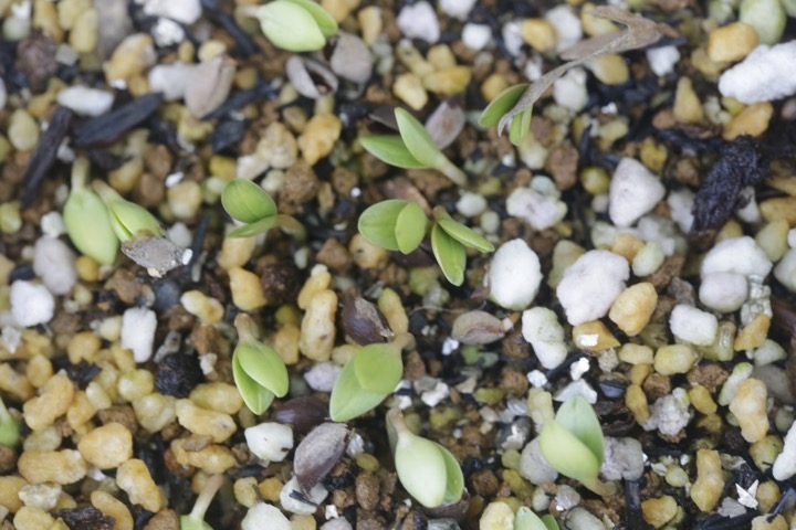 カマツカの発芽