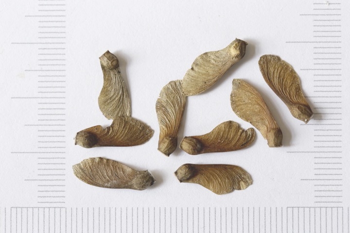 イロハモミジの種