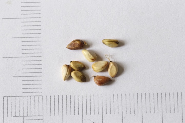 タカネイバラの種