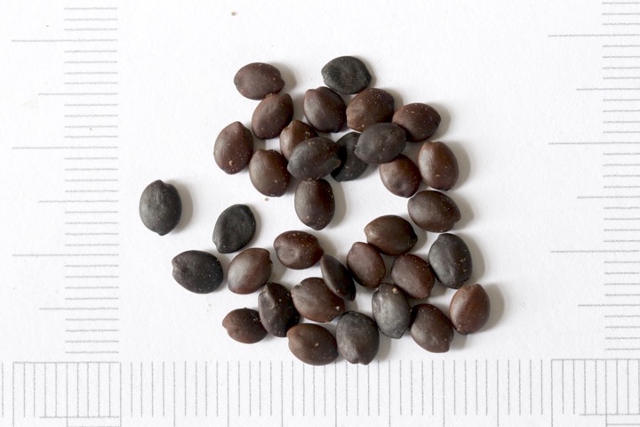 ハナズオウの種