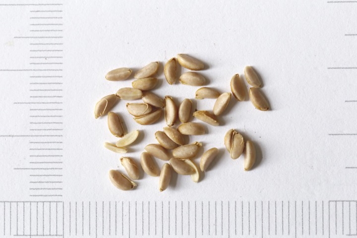 ウインターベリーの種