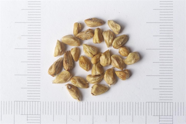 ナニワイバラの種