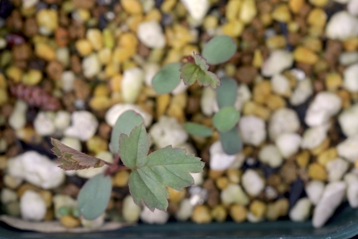 タカネイバラの発芽