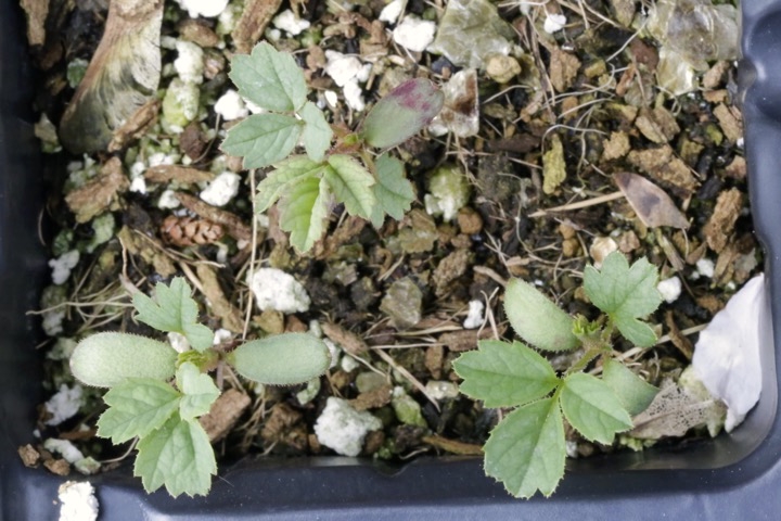 ハマナスの発芽