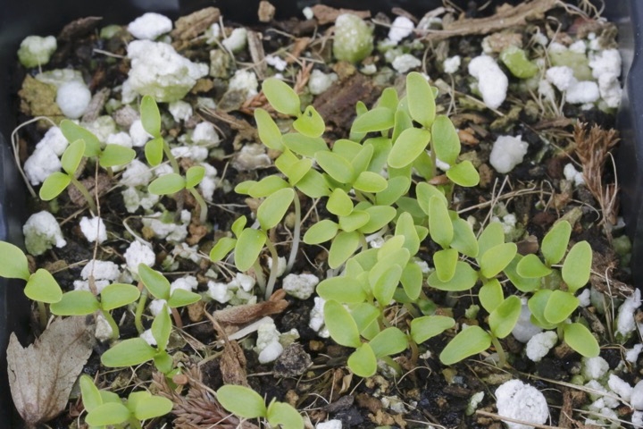 アブラツツジの発芽