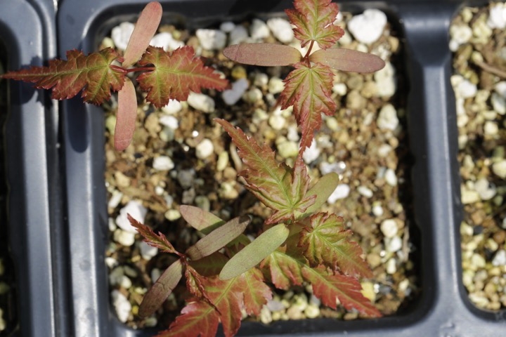 イロハモミジの発芽