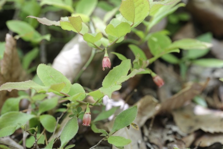 カクミノスノキの花
