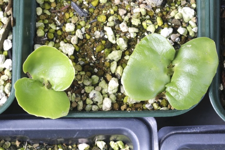 ロウバイの発芽