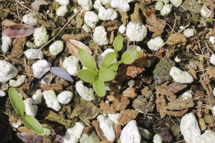 サラサドウダンの発芽