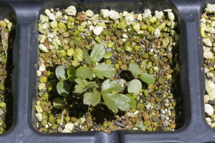 ナナカマドの発芽