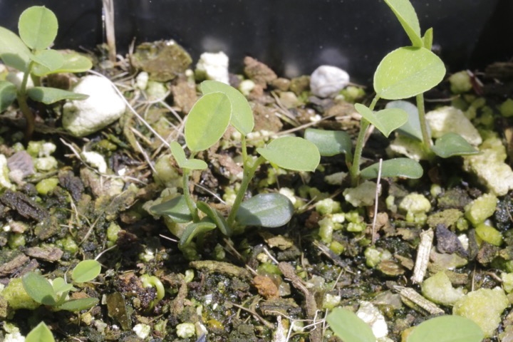 コマツナギの発芽