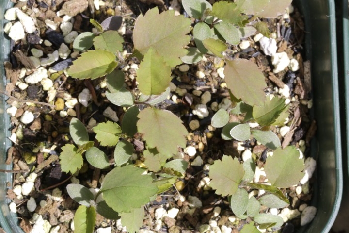 ジューンベリーの発芽