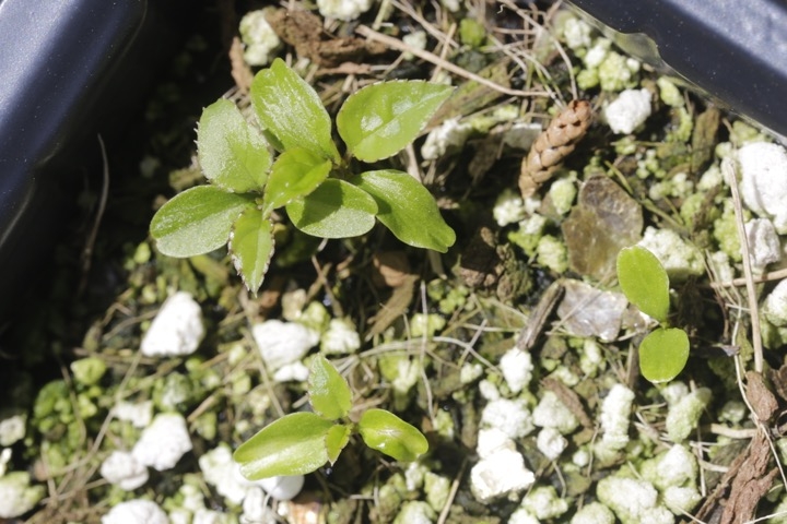 ウメモドキの発芽