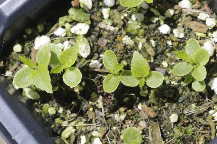 サルナシの発芽