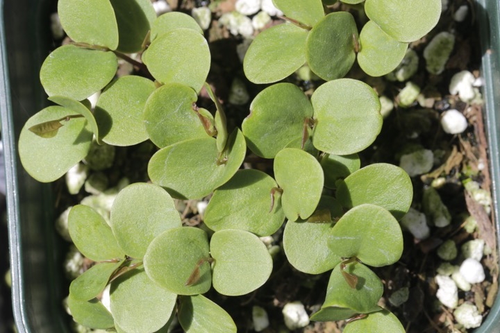 ハナズオウの発芽