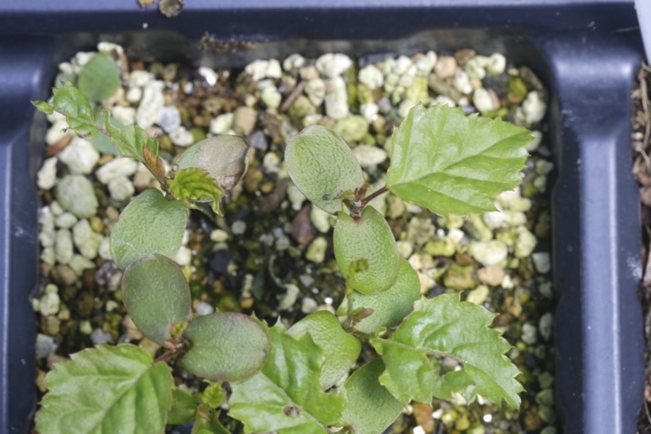 サワシバの発芽