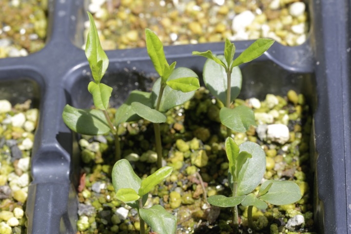 イボタノキの発芽