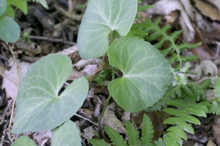 アケボノスミレの心形の葉