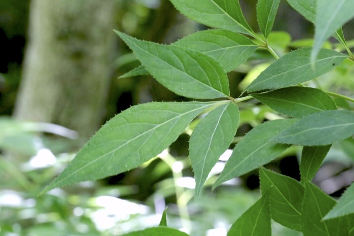 ミツバウツギの葉