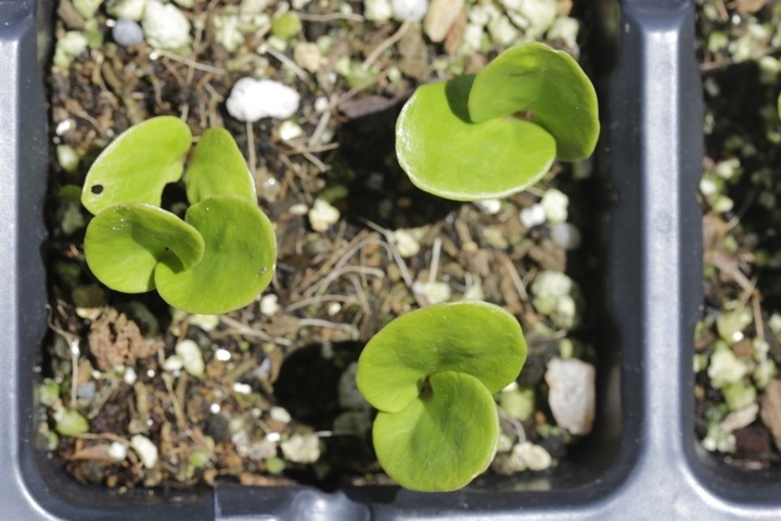 サネカズラの発芽