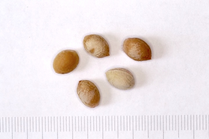 ユスラウメの種