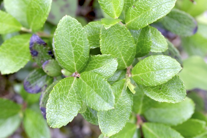 シラタマノキの葉