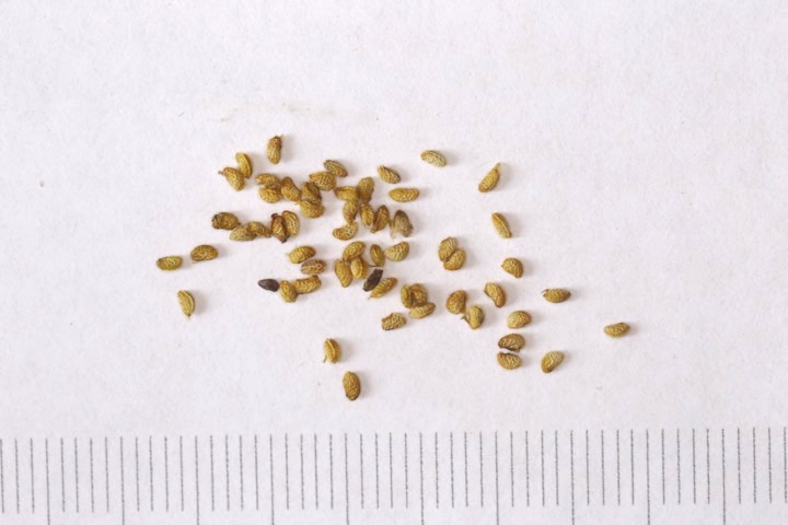 カジイチゴの種