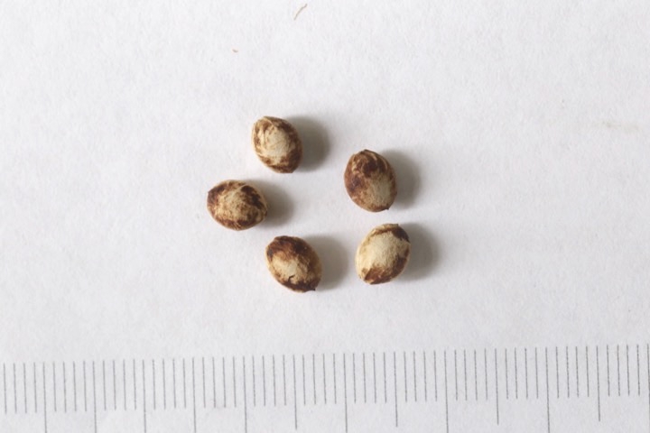 ヤマザクラの種