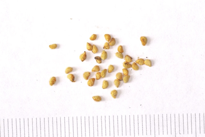 モミジイチゴの種