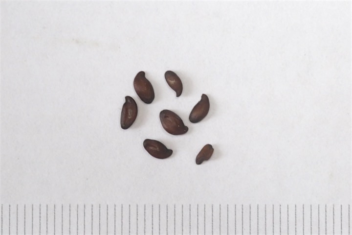 ジューンベリーの種