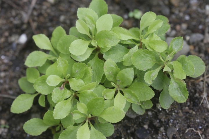 アブラツツジの発芽