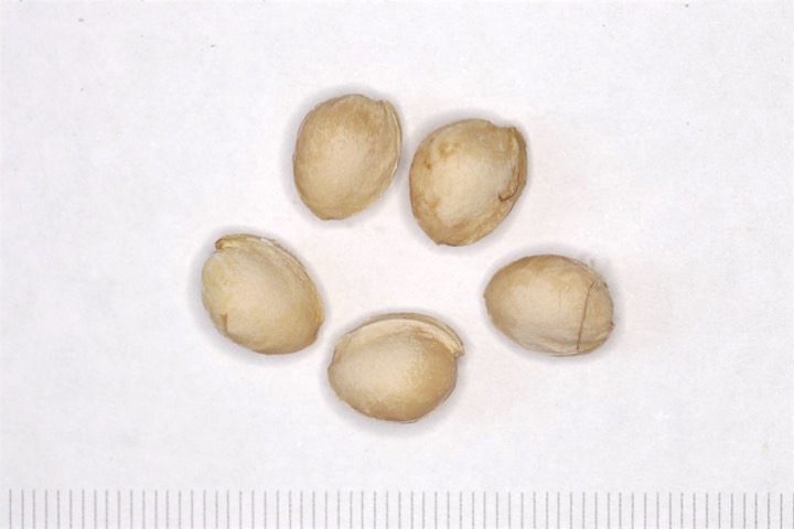 サクランボの種