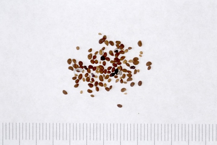 ブルーベリーの種