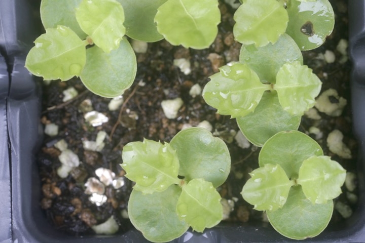 センリョウの発芽