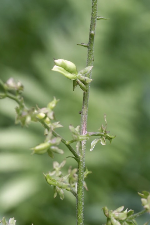 アオヤギソウの実