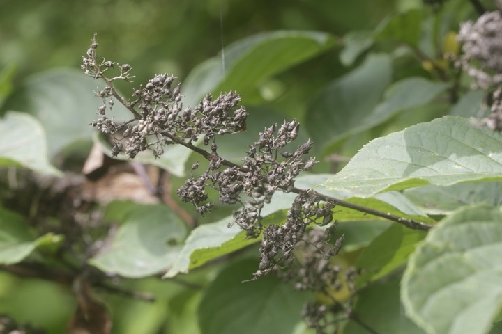 ノリウツギの実