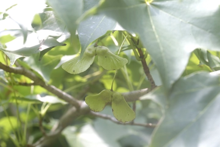 イタヤカエデの実