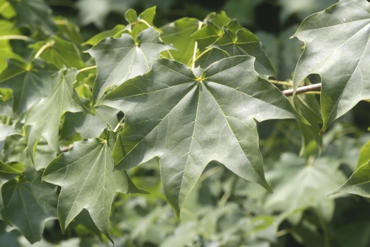 イタヤカエデの葉