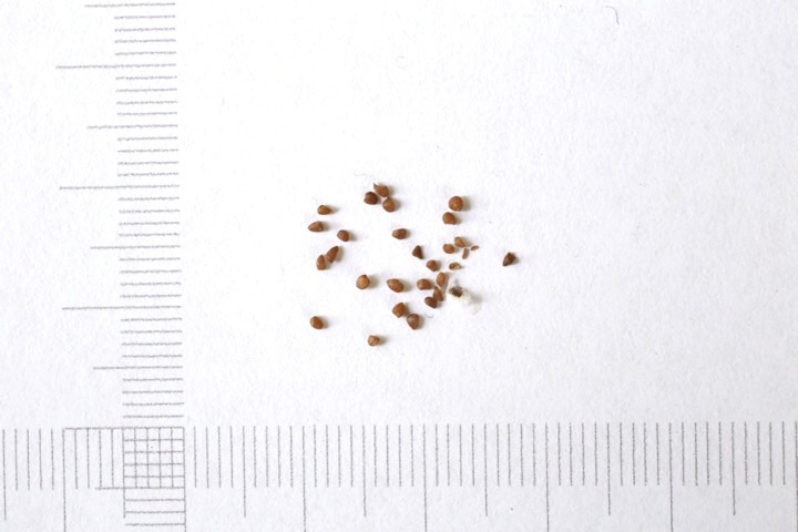 カクミノスノキの種