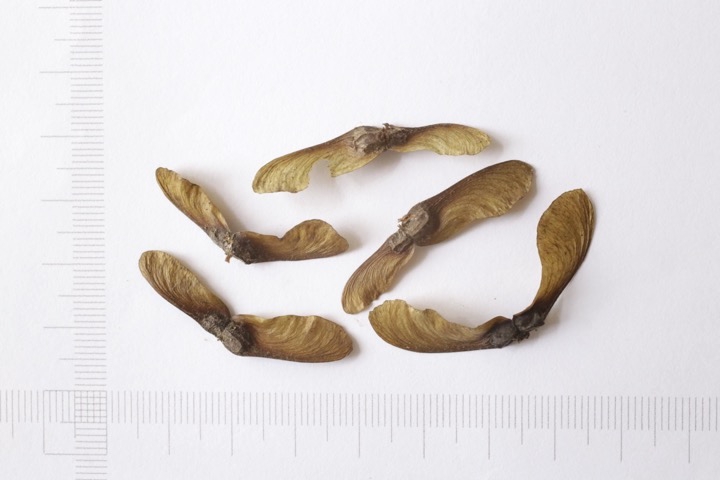 コハウチワカエデの種