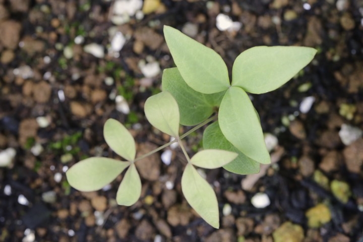 ナンテンの発芽