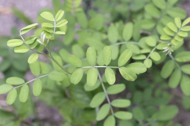 コマツナギの葉