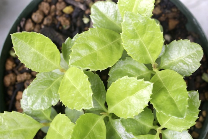 センリョウの発芽