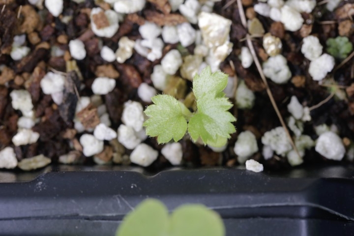 カジイチゴの発芽
