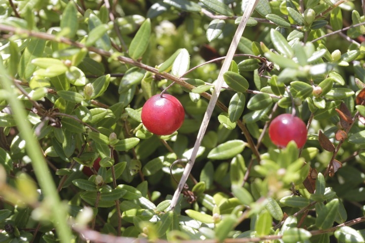 ツルコケモモの実