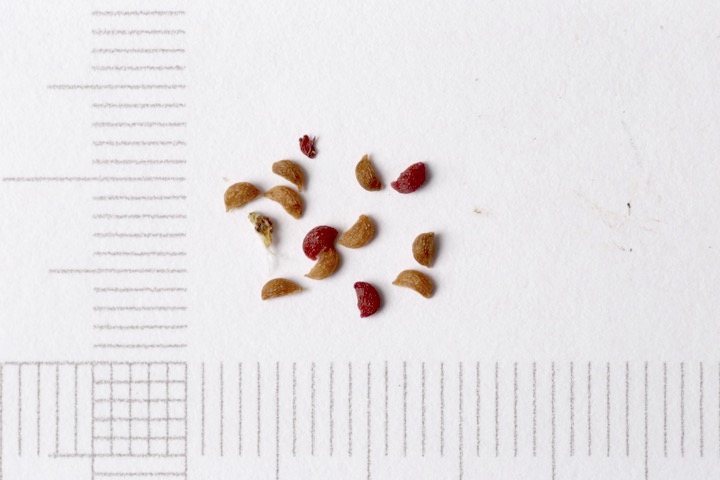 ツルコケモモの種