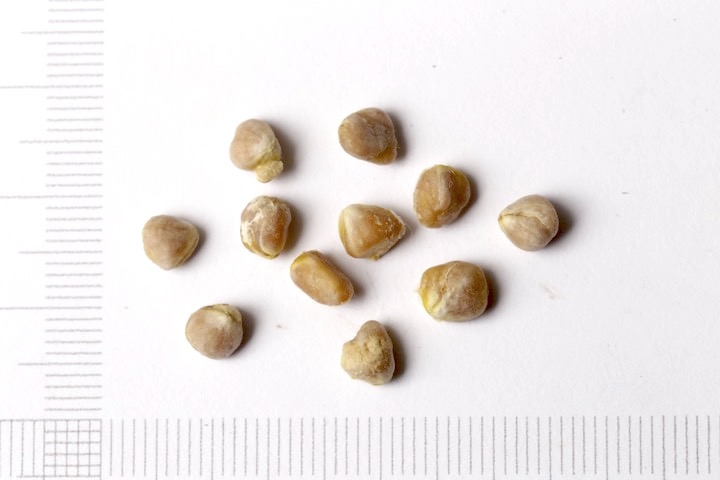 ヤマボウシの種