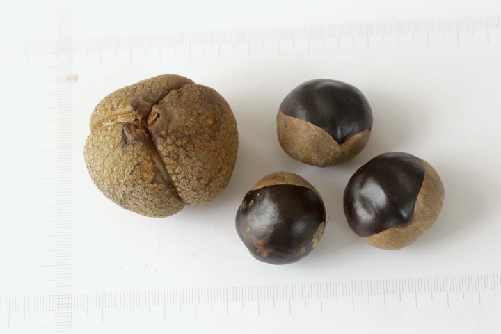 トチノキの実