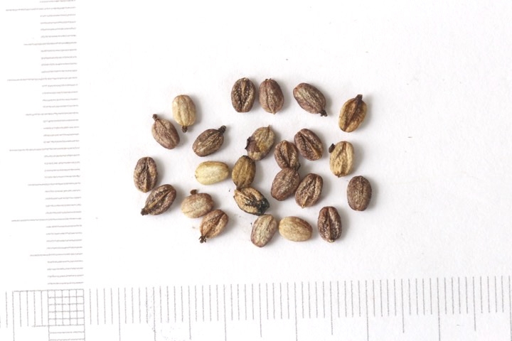 ヤブデマリの種